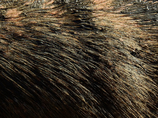 closeup hair of buffalo with stain of mud texture
