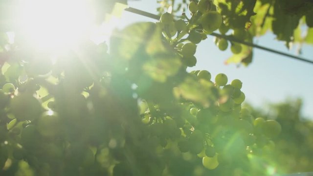 Grapes on the vine blowing in the wind as the sun backlights them with a lens flare peaking between the leaves on a sunny day.