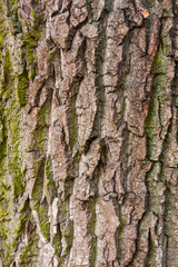 tree bark texture