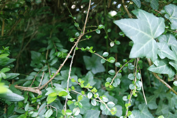 Obraz premium Close up of bush