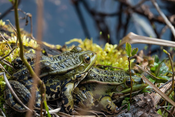 Water Frogs Mating By Pond in Springtime