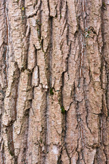 tree bark texture