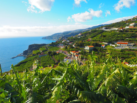 Madeira - Bananenplantagen im S&uuml;den