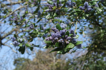 Purple Blossom