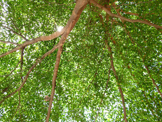 Fototapeta premium under tree in park with sunny