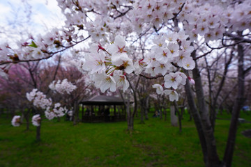 桜と木造の小屋