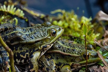 Water Frogs Mating By Pond in Springtime