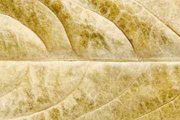 dry leaf macro