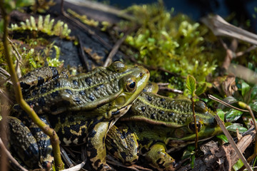 Water Frogs Mating By Pond in Springtime