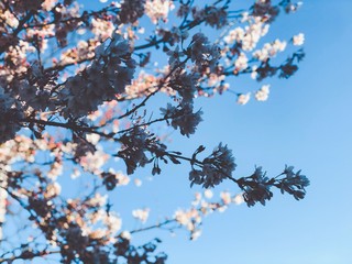 Processed with Focos