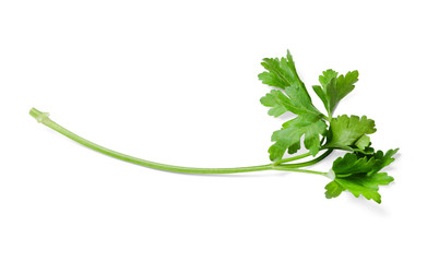 Sprig of fresh parsley isolated on white. Side view.