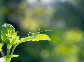  Green grasshopper on the plant