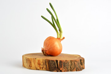 Fresh organic onion