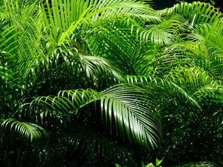 Fototapeta na wymiar green palm leaf tree in garden