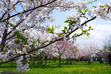 Fototapeta premium 札幌の春の桜
