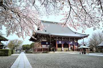 満開の桜に囲まれるお寺「本門寺」