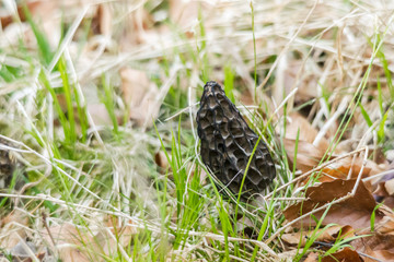 A Morchella conica grows in the grass between blades of grass and leaves