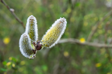 Willow Flower Buds in Winter