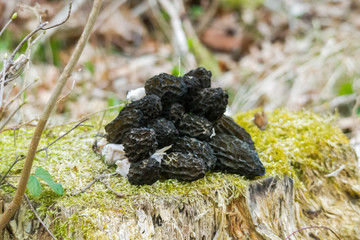 a mountain of harvested Morchella conica on a mossy tree stump