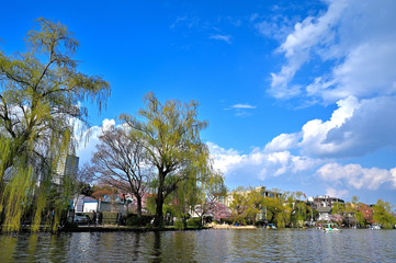 晴天と満開の桜　石神井公園