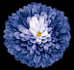 blue flower  chrysanthemum on the black isolated background with clipping path  no shadows. Closeup.  Nature.