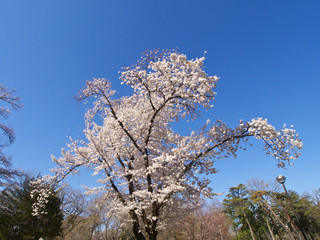 Naklejka premium サクラ