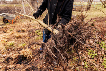Fototapeta premium Man plants tree, hands with roots, nature, environment and ecology concept.