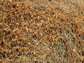 dry ivy bush in nature