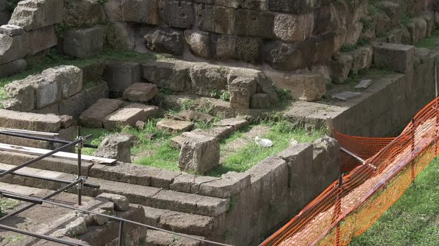 Torre Argentina Cat Sanctuary