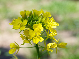 Obraz premium 菜の花