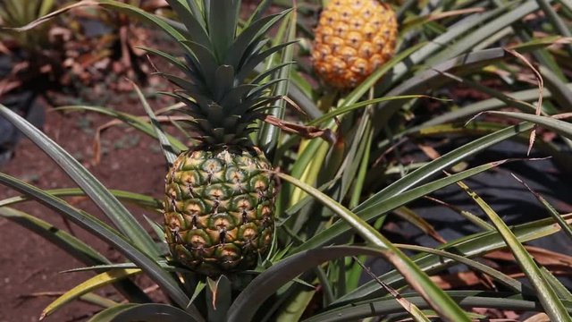Hawaii Yellow Pineapples