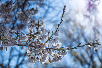朝日を浴びる桜の花