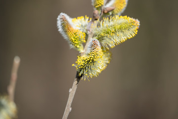 Willow Flowers in Bloom in Winter
