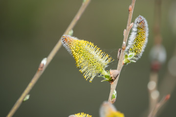 Willow Flowers in Bloom in Winter
