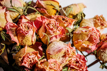 dried roses flower head