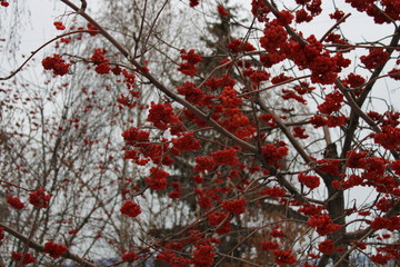 red berries in snow bunches of Rowan
