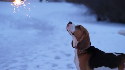 Young beagle dog wary of burning handheld firework, look and sniff unknown item