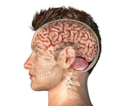 Man Head With Skull Cross Section With Brain.