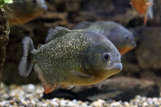 Pygocentrus nattereri. Predatory piranha swims in the interior of the aquarium