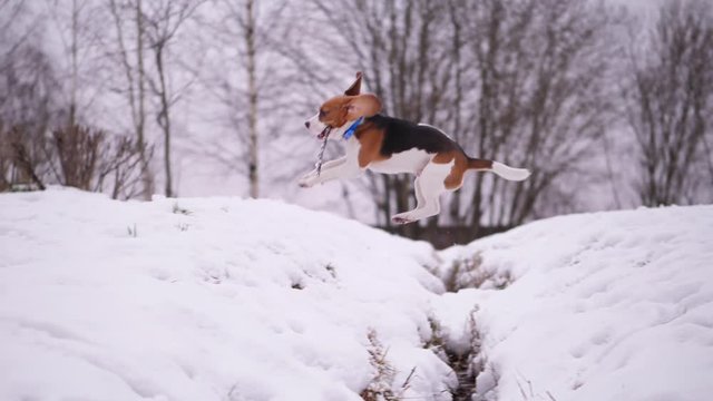 Funny playful young beagle dog jump over snowy trench, slow motion