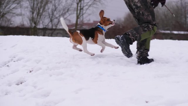 Playful beagle run with owner and jump over snowy trench, slow motion shot