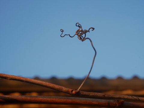 Polonne / Ukraine - 6 February 2019: Grape vine curled tendril detail in spring. Tendril of grapes, close up macro photo image on abstract background, great illustration for wine bar, restaurant, enot