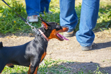 Miniature Pinscher dog on a leash with the owner