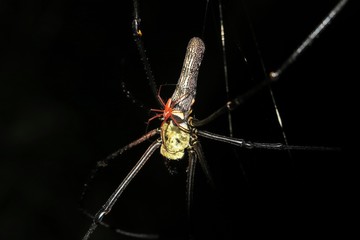 Radnetzspinne Paar