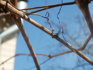 Polonne / Ukraine - 6 February 2019: Grape vine curled tendril detail in spring. Tendril of grapes,...