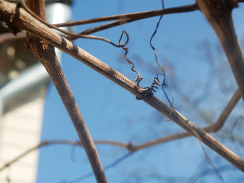 Polonne / Ukraine - 6 February 2019: Grape vine curled tendril detail in spring. Tendril of grapes, close up macro photo image on abstract background, great illustration for wine bar, restaurant, enot