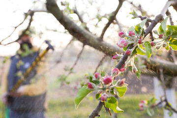  Agricultural worker spraying pesticide on fruit trees. Disease and insect management in the fruit orchard. Fruit tree care.