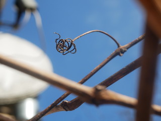 Polonne / Ukraine - 6 February 2019: Grape vine curled tendril detail in spring. Tendril of grapes, close up macro photo image on abstract background, great illustration for wine bar, restaurant, enot