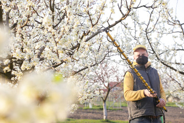  Agricultural worker spraying pesticide on fruit trees. Disease and insect management in the fruit orchard. Fruit tree care.