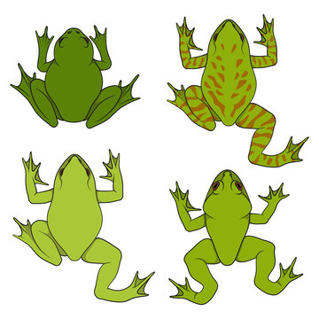 Set of color illustrations with water, river frogs. Isolated vector objects on white background.